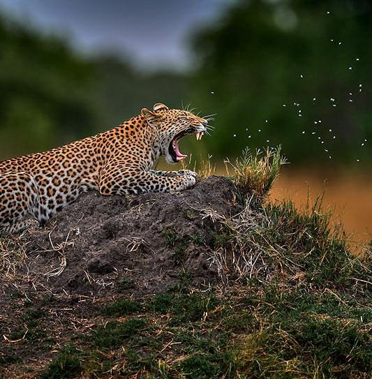 A profile view of a yawning leopard on a grassy mound in the Okavango Delta, Botswana.