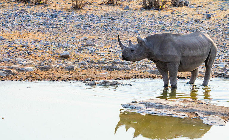 Black rhino standing at the edge of a waterhole, Etosha National Park, Namibia.