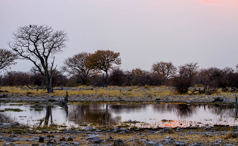 Trees reflecting in a calm waterhole at dusk near Halali, Etosha National Park, Namibia.