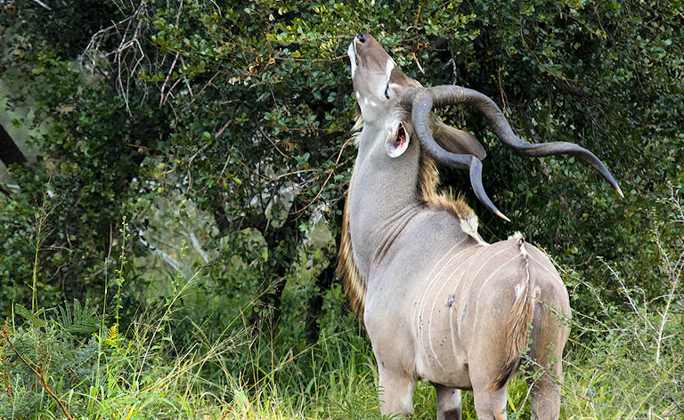 Kudu bull reaching up to eat leaves from a bush near Satara, Kruger National Park.