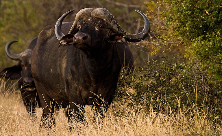Cape buffalo standing in tall dry grass, Kruger National Park, South Africa.