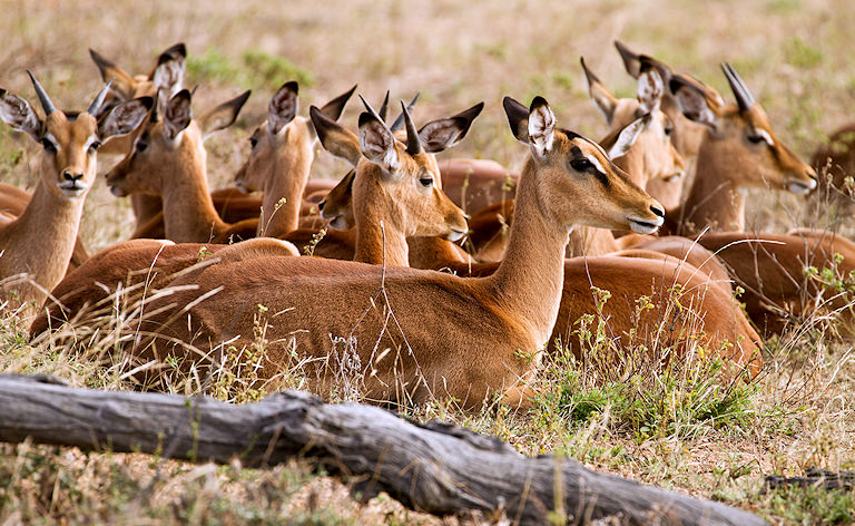 Herd of impala resting on the ground in dry grass, Kruger National Park, South Africa.