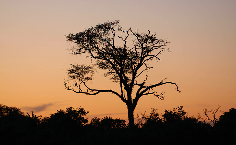 Tree silhouetted against an orange sunset sky, Botswana.