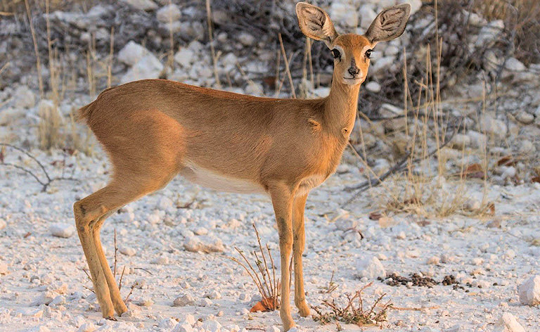 Steenbok antelope standing on dry ground, Ongava Game Reserve near Etosha, Namibia.