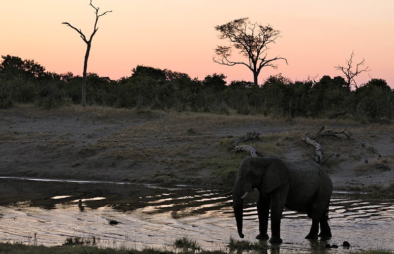 Elephant standing in a waterhole at sunset, Botswana.