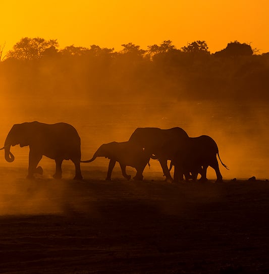 Elephants silhouetted by the sunset roaming through Chobe National Park, Botswana.
