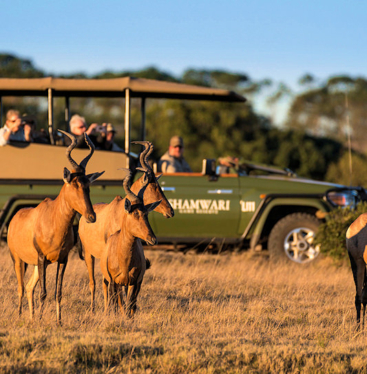 Guests on a game drive at Shamwari Private Game Reserve observe a small herd of red hartebeests in the golden grass, South Africa.