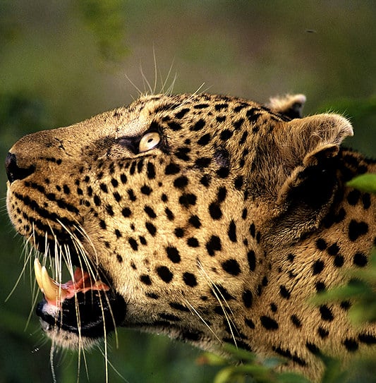An extreme close-up of a leopard staring upwards in Kruger National Park, South Africa.