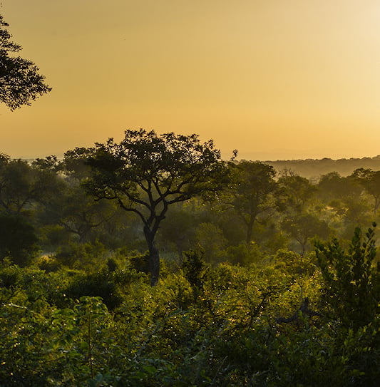 Sunset over the green landscape in Kruger National Park, South Africa.