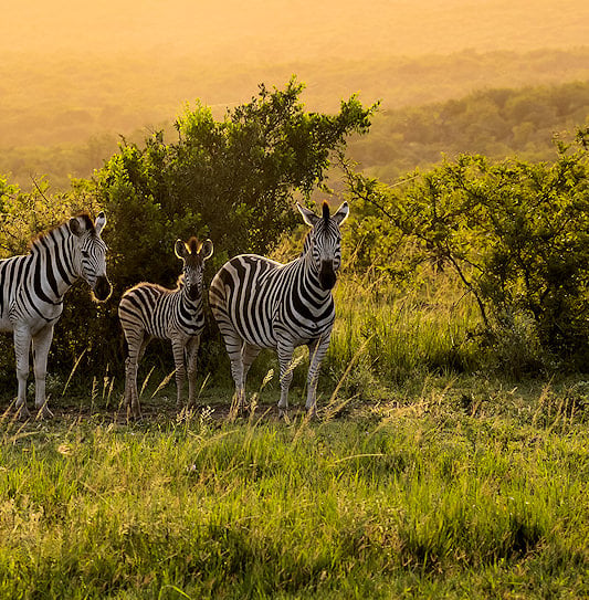 A small herd of zebras surrounded by green vegetation in Hluhluwe-iMfolozi Park, South Africa.