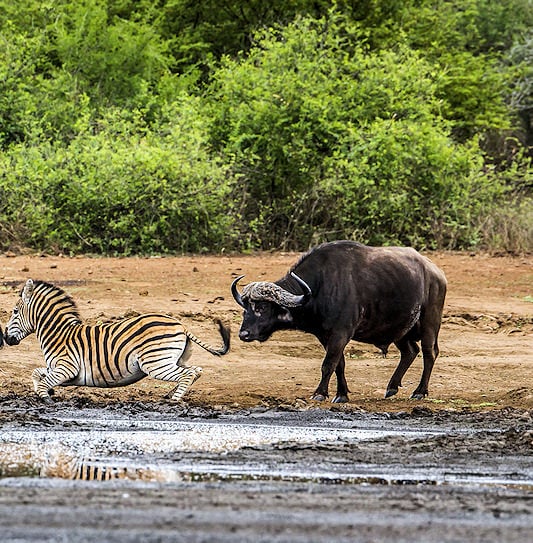 Two zebras and a buffalo around a muddy waterhole in Kruger National Park, South Africa.