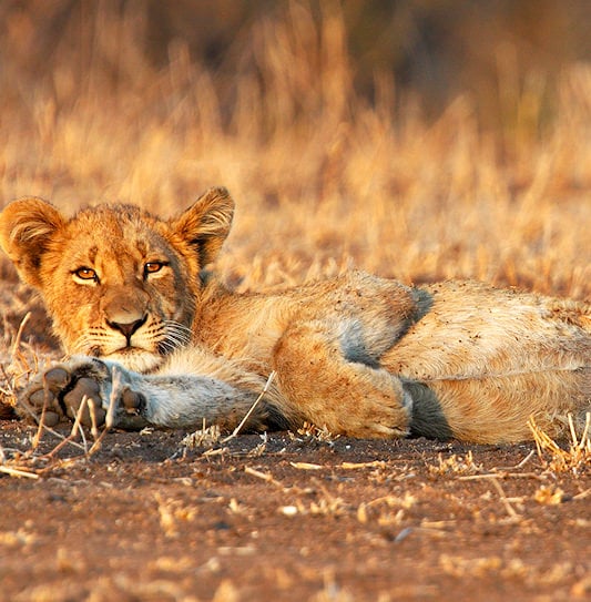A close-up of a lion cub camouflaged against the dry terrain, Kruger National Park.