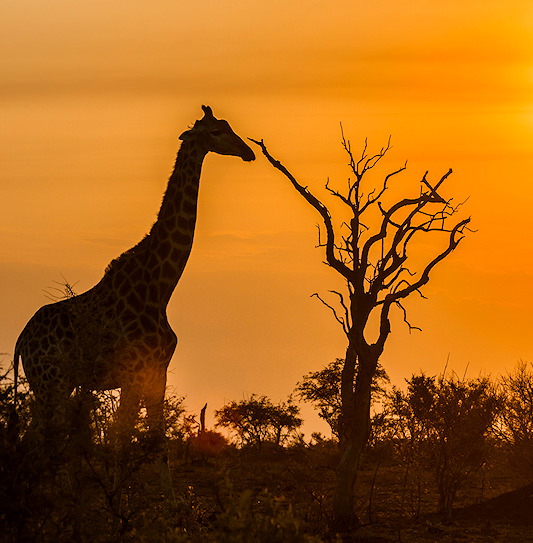 A giraffe standing next to a dead tree under an orange sunset in Kruger National Park, South Africa.