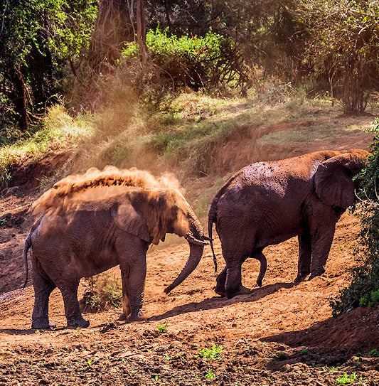 Three elephants enjoying a mud bath on a riverbank in Kruger National Park, South Africa.