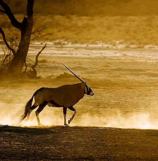 Two gemsbok running across a dusty plain at dawn in Kgalagadi Transfrontier Park.