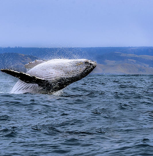 A whale breaching the water near Hermanus, South Africa, shown in close detail.
