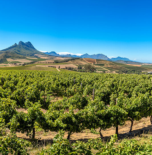 Green vineyards in the foreground with Simonsberg Mountain under a clear blue sky in the Cape Winelands, South Africa.