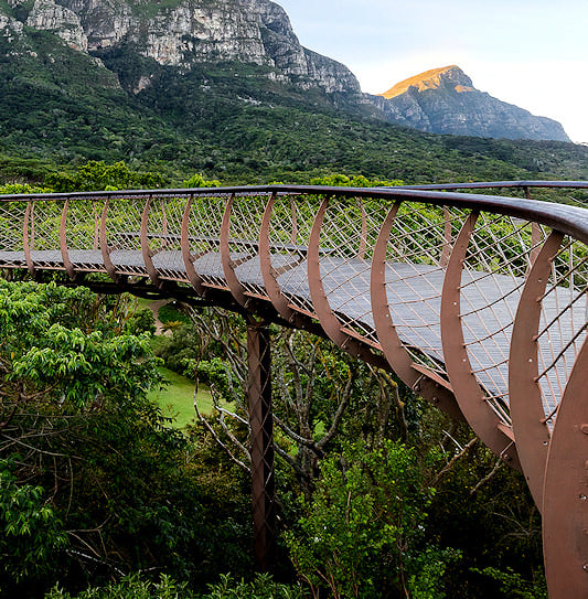 A view of the canopy walkway winding through Kirstenbosch National Botanical Garden, Cape Town, South Africa.