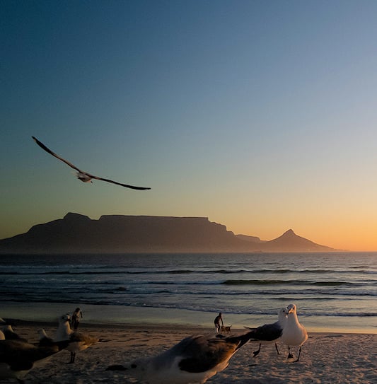 Seagulls flying over a beach at sunset against the backdrop of Table Mountain in Cape Town, South Africa.