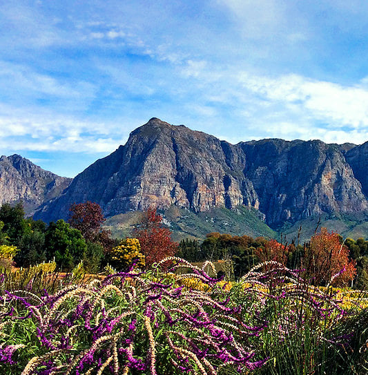A picturesque view of purple flowers amongst mountains and vineyards in Stellenbosch, South Africa.