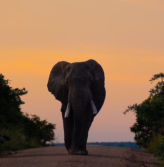 Elephant bull with long tusks walking towards the camera along a dirt road, framed by dense bush under an orange sky.