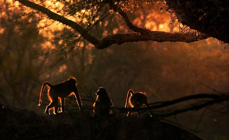 Three baboons silhouetted on a fallen log beneath a tree branch, backlit by golden evening light.