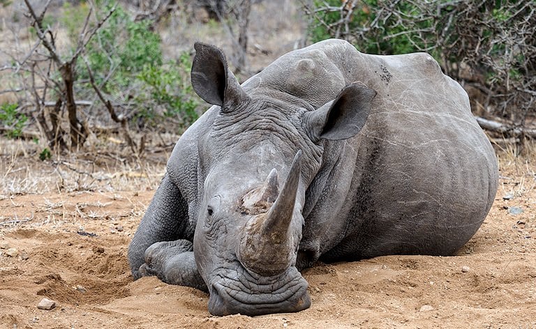 White rhino lying in a shallow dust wallow with its horns close to the sand, dry scrub behind.