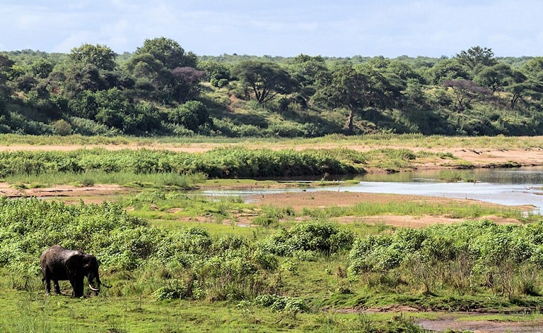 Lone elephant grazing in lush green reeds beside a wide sandy riverbed, with woodland on the far bank.
