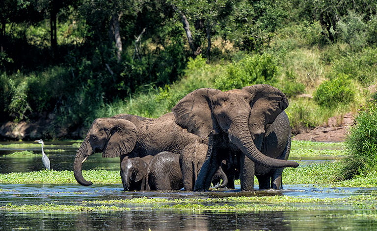 Breeding herd of elephants with young calves wading through a shallow pool covered in water plants, a grey heron nearby.