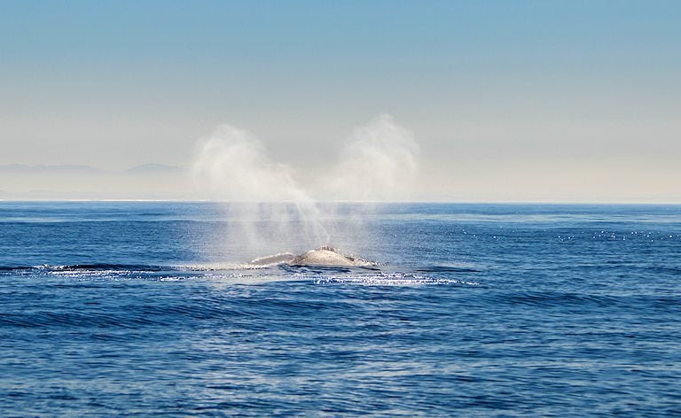 Whale surfacing in calm blue water and exhaling a V-shaped blow.