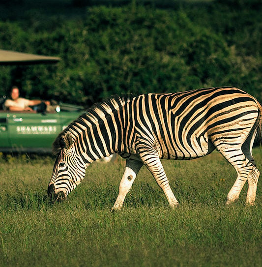 Tourists on a South African safari observing a zebra from a vehicle in Shamwari Private Game Reserve.