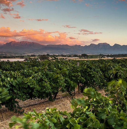 Vineyards and cloud-covered mountains in Stellenbosch, South Africa.