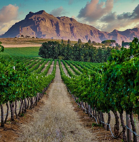 Vineyard at sunset with mountains in Stellenbosch, South Africa.
