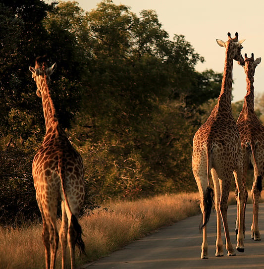 Four giraffes, seen from behind walking on a tar road in Kruger National Park, South Africa.