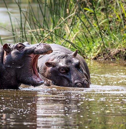A hippo with its mouth wide open facing another hippo in the water, Kruger National Park.