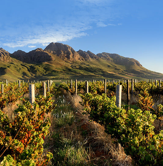 Autumn vineyards and mountains in the Stellenbosch winelands near Cape Town, South Africa.