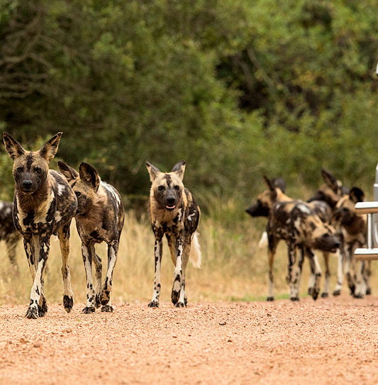 A pack of African wild dogs walking next to vehicles in Kruger National Park, South Africa.