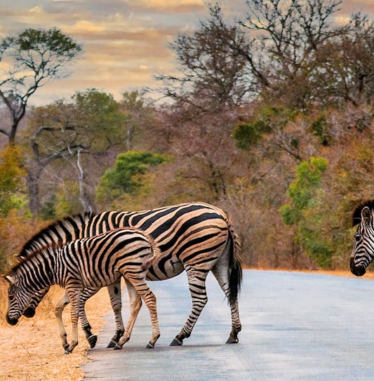 A small herd of zebras walking across a tar road in Kruger National Park, South Africa.