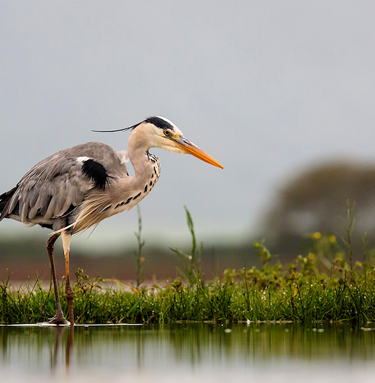 A grey heron wading in a lake while hunting for fish in Mkuze, South Africa.