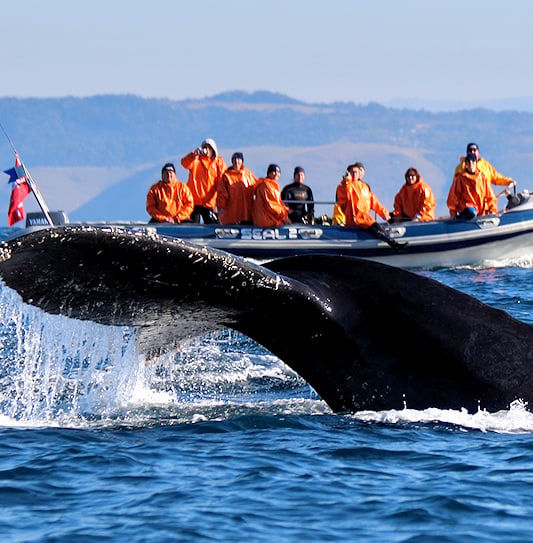 Tourists on a boat excursion watching a whale splash its tail in the water, Western Cape.