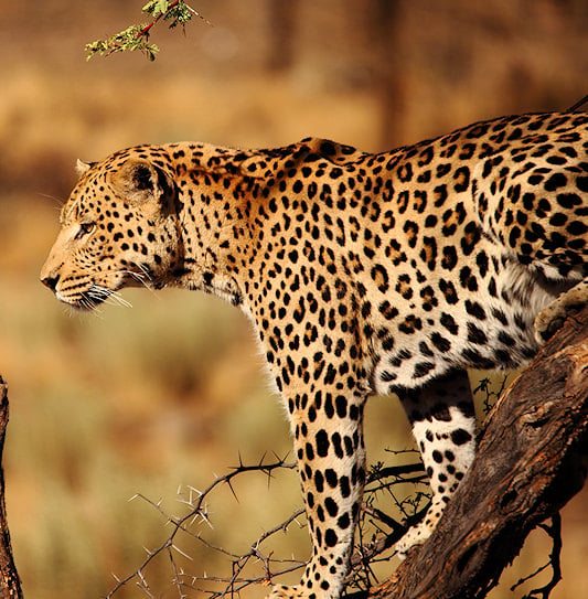 A leopard perched on a tree branch in Sabi Sand Private Game Reserve, South Africa.