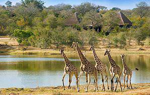 Giraffes spotted on safari at Chitwa Chitwa in the Sabi Sand.