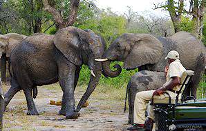 An elephant sighting during a safari at Elephant Plains Lodge.