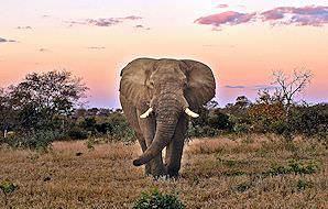 An elephant encountered during a safari at Idube Game Lodge.