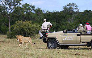 A lion spotted on safari at Nkorho lodge in the Sabi Sand.