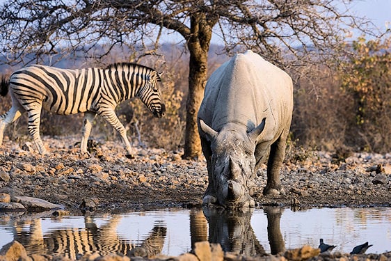 Black rhinoceros drinking at a waterhole with a zebra standing in the background.