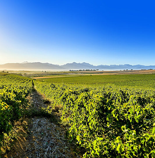 Lush green vineyards under a clear blue sky in the Cape Winelands of South Africa.