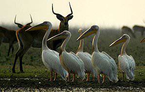 Pelicans and Kafue lechwe in the Lochinvar National Park.