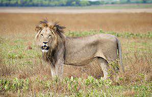 A lion pauses in the grasslands of Liuwa Plains National Park.