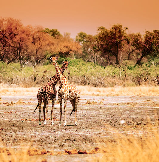 Two giraffes standing together on a dry plain in Kafue National Park under a warm afternoon sky.